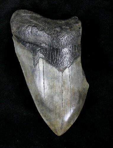 Partial Megalodon Tooth - Georgia #20551